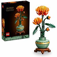 Botanical Collection: Chrysanthemum.
