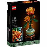 Botanical Collection: Chrysanthemum.