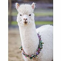 Puzzle Moments: Alpaca - Ravensburger