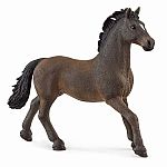 Oldenburg Stallion.
