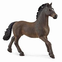 Oldenburg Stallion.