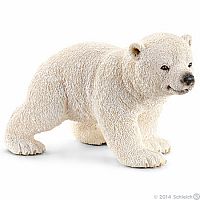 Polar bear cub, walking