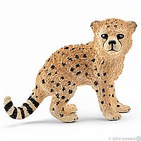 Cheetah Cub.