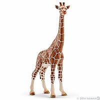Giraffe Female.