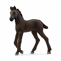 Friesian Foal