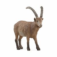 Ibex