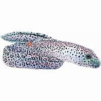 Eco Peppered Moray EEL - 54 inch