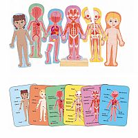 Magnetic Human Body Wooden Puzzle