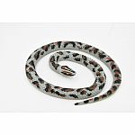 Rock Python Rubber Snake