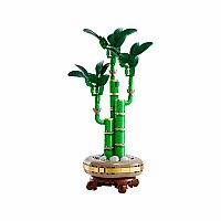 Botanical Collection: Lucky Bamboo.