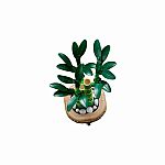Botanical Collection: Lucky Bamboo.
