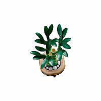 Botanical Collection: Lucky Bamboo.