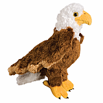 Colbert Bald Eagle