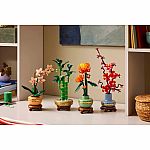 Botanical Collection: Lucky Bamboo.