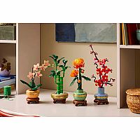 Botanical Collection: Lucky Bamboo.