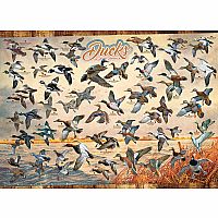 Ducks of North America - Cobble Hill 