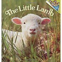 The Little Lamb