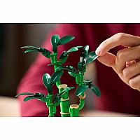 Botanical Collection: Lucky Bamboo.