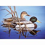 Adult Paint by Number - Blue Water Mallards