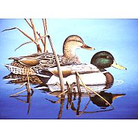 Adult Paint by Number - Blue Water Mallards