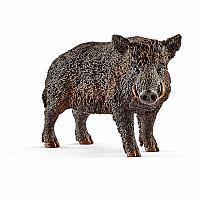 Wild Boar.