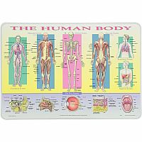 The Human Body Placemat  