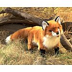 Red Fox Puppet.