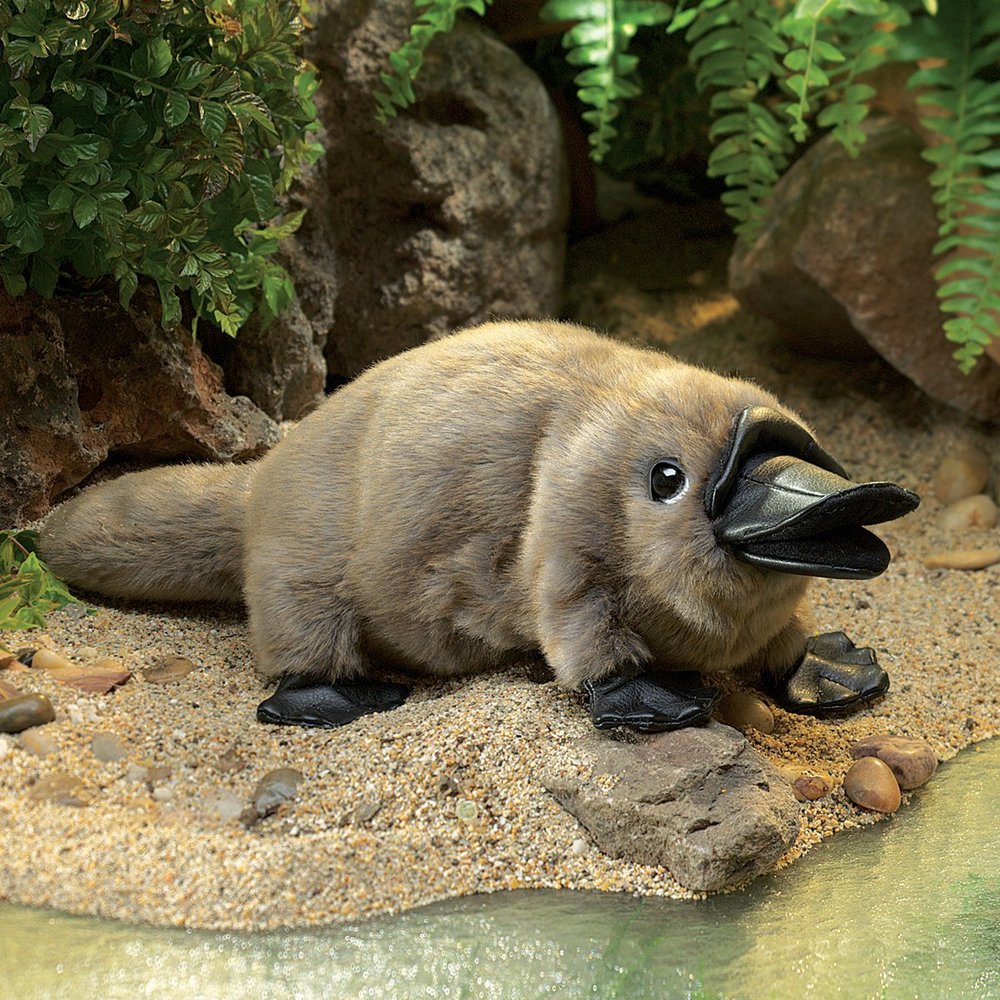 Baby Platypus Toy Sense