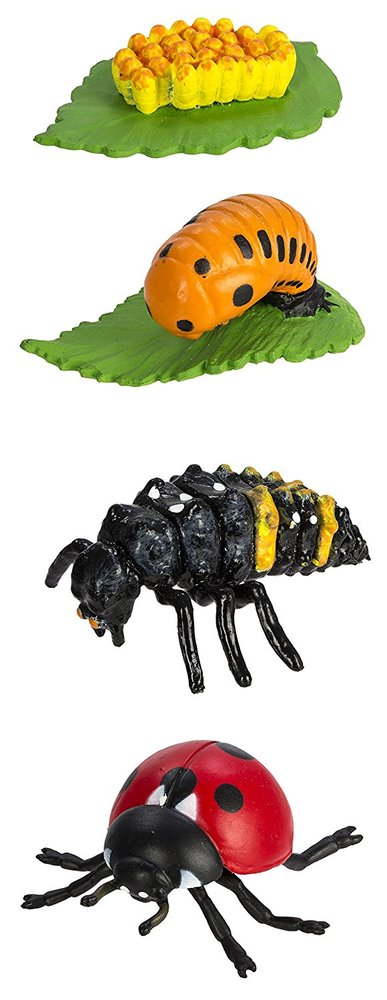 Life Cycle of a Ladybug - Toy Sense