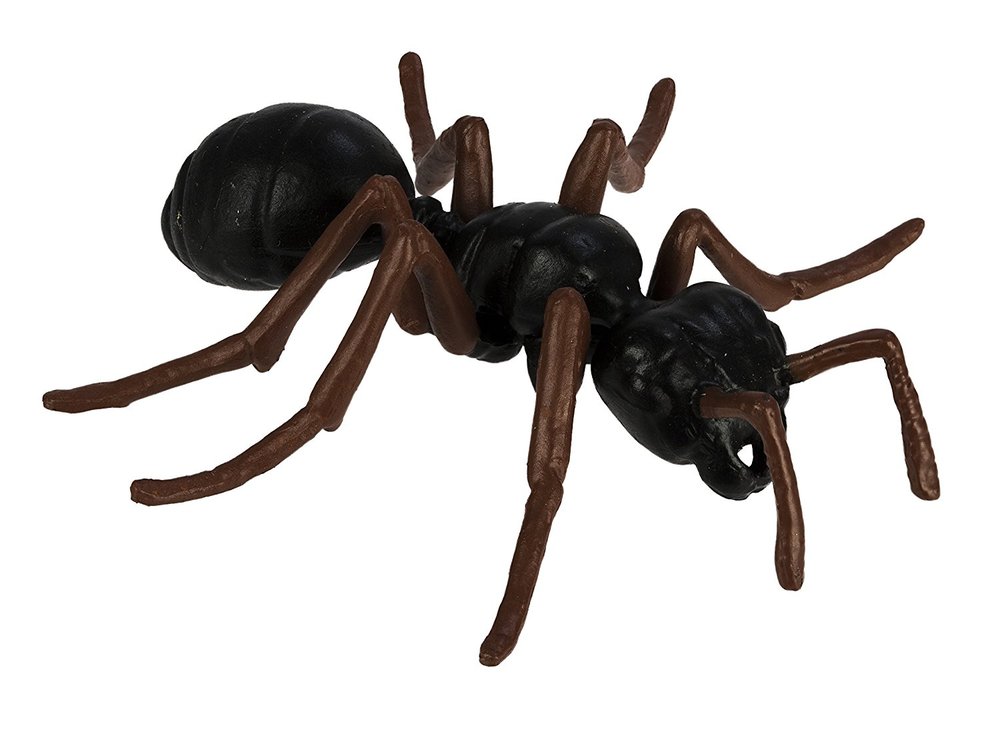 ant cycle toy sense