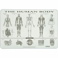 The Human Body Placemat  