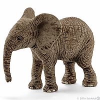 African elephant calf