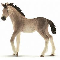 Andalusian Foal