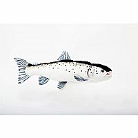 Atlantic Salmon - 17 inch