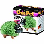 Pig Chia Pet 