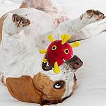 Giant Microbes - Covid for Dogs