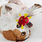 Giant Microbes - Covid for Dogs 