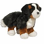 Stevie Bernese Mountain Dog.  