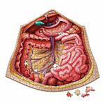 Dr. Livingston's Anatomy Puzzle - The Abdomen 