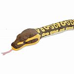 Snakesss Ball Python Plush - 54 inch