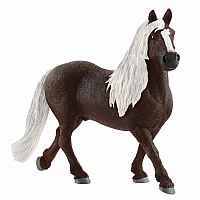 Black Forest Stallion.