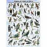 Birds of Prey & Owls - Eurographics