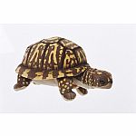 Box Turtle - 11 inch