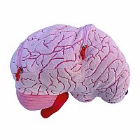Giant Microbes - Deluxe Brain with Minis 