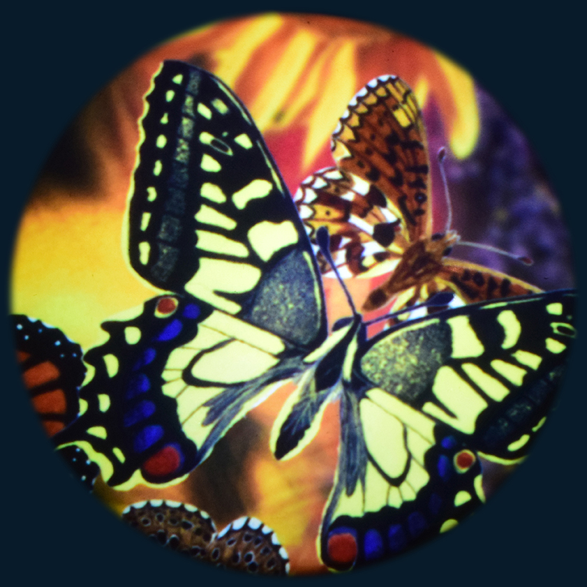 6 inch Butterflies Wheel Toy Sense