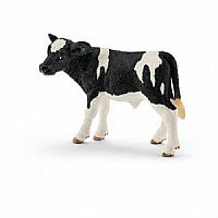 Holstein Calf