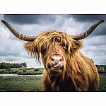 Highland Cattle - Ravensburger