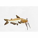 Channel Catfish - 17 inch.