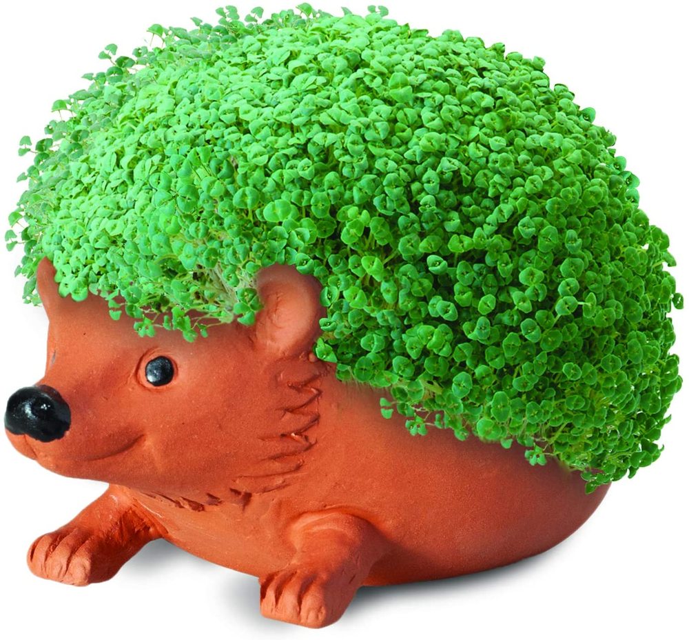 Hedgehog Chia Pet Toy Sense