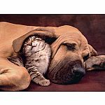 Cuddles - Clementoni